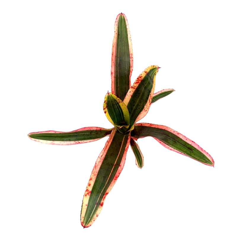 Neoregelia-iphigenie-zywa-roslina-do-terrarium