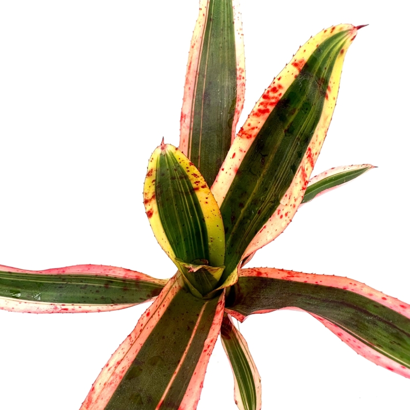 Neoregelia-iphigenie-zywa-roslina-do-terrarium