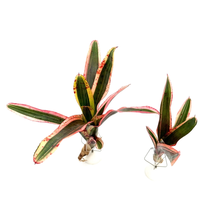 Neoregelia-iphigenie-zywa-roslina-do-terrarium