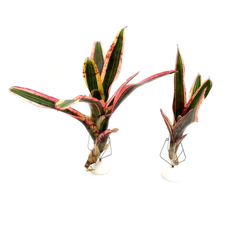 Neoregelia-iphigenie-zywa-roslina-do-terrarium
