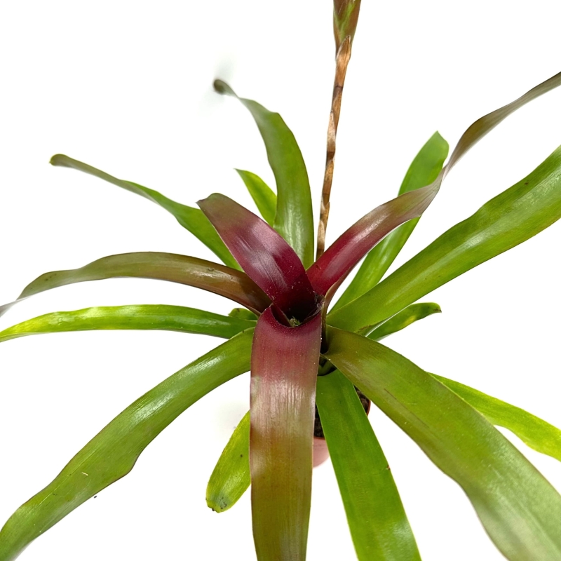Neoregelia-schultessiana-zywa-roslina-do-terrarium