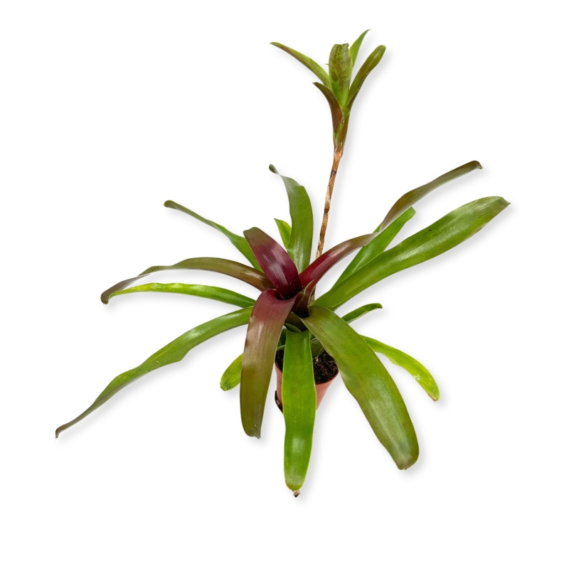 Neoregelia-schultessiana-zywa-roslina-do-terrarium