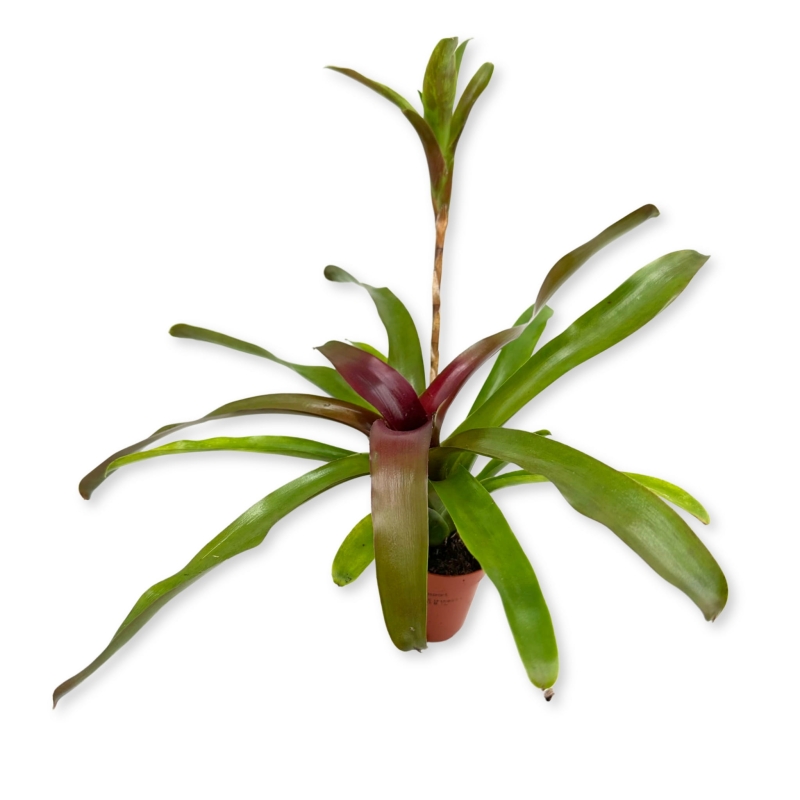 Neoregelia-schultessiana-zywa-roslina-do-terrarium