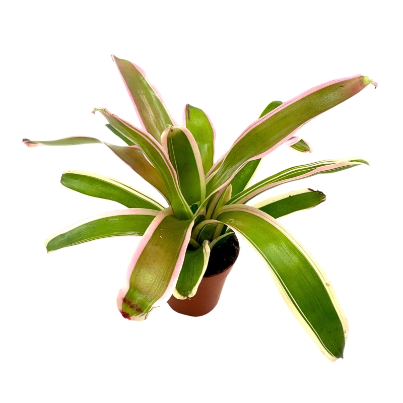 Neoregelia-schultessiana-variegata-zywa-roslina-do-terrarium