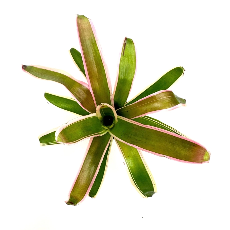 Neoregelia-schultessiana-variegata-zywa-roslina-do-terrarium