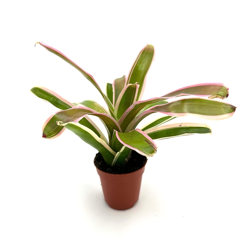 Neoregelia-schultessiana-variegata-zywa-roslina-do-terrarium
