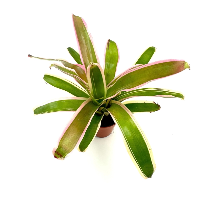 Neoregelia-schultessiana-variegata-zywa-roslina-do-terrarium