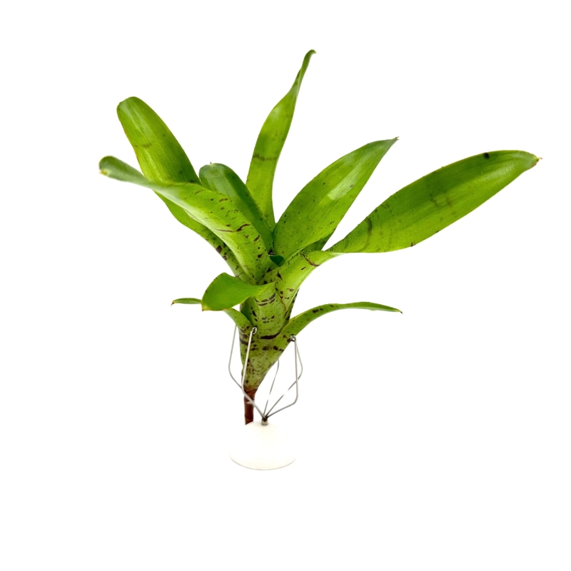 Neoregelia-tigriana-zywa-roslina-do-terrarium