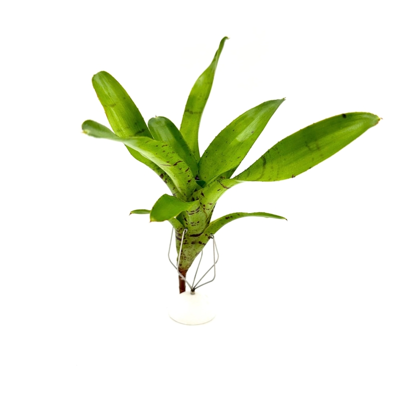 Neoregelia-tigriana-zywa-roslina-do-terrarium