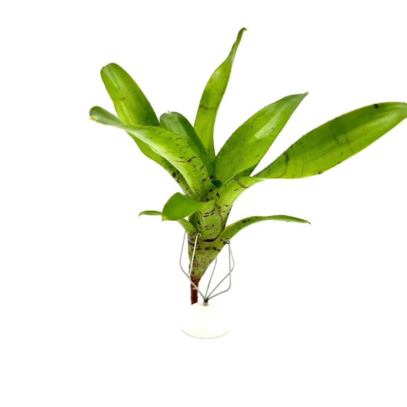 Neoregelia-tigriana-zywa-roslina-do-terrarium
