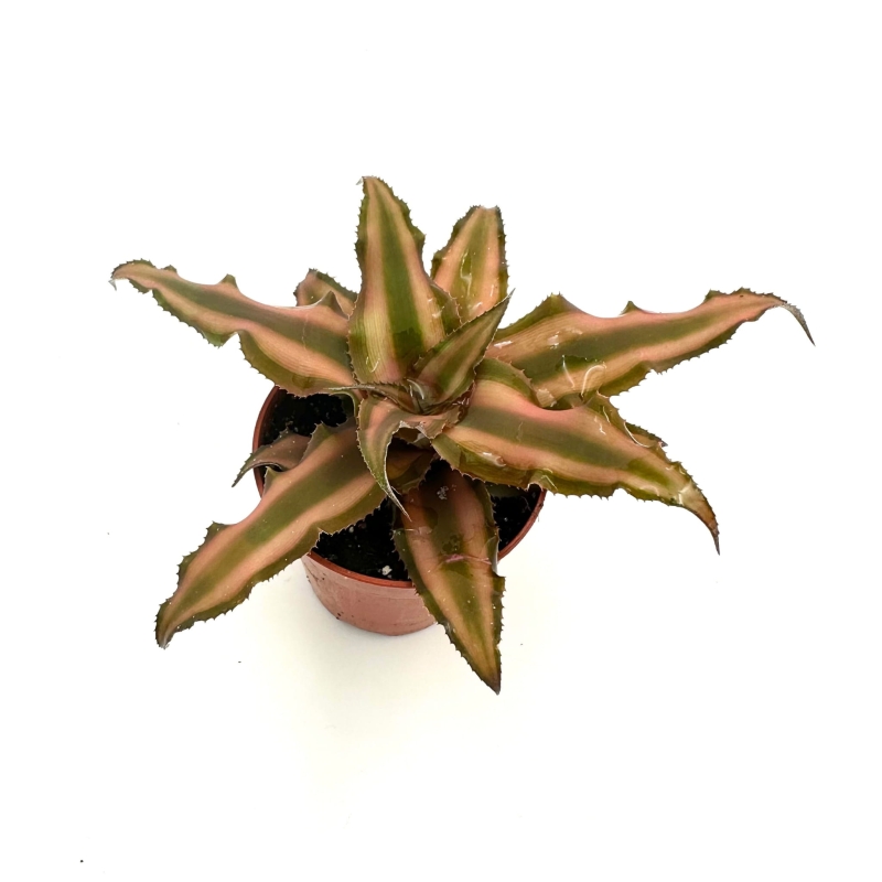 Skrytokwiat-Cryptanthus-bivittatus-brown-zywa-roslina-do-terrarium
