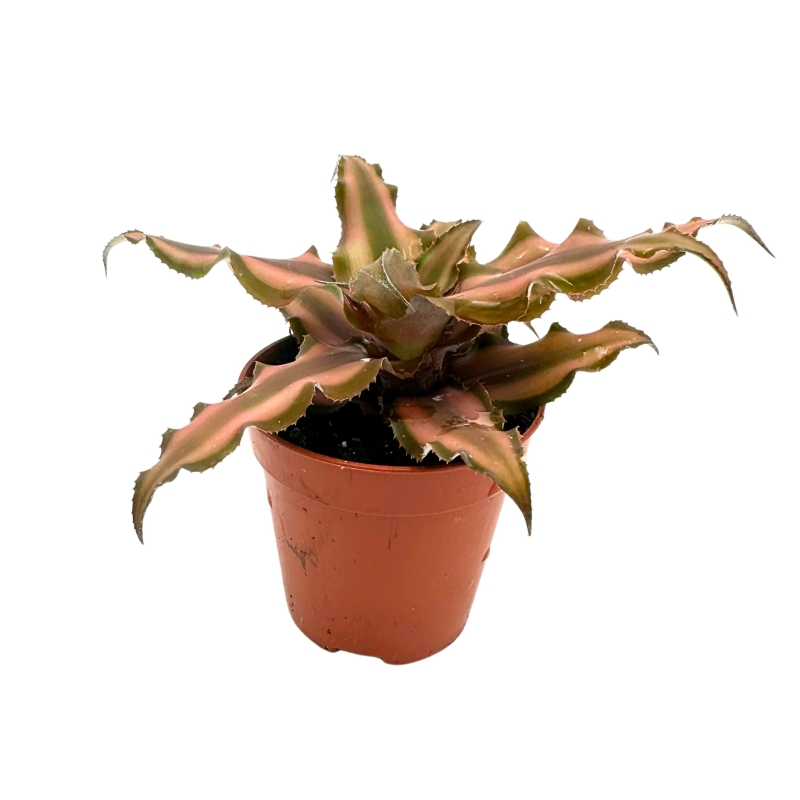 Skrytokwiat-Cryptanthus-bivittatus-brown-zywa-roslina-do-terrarium