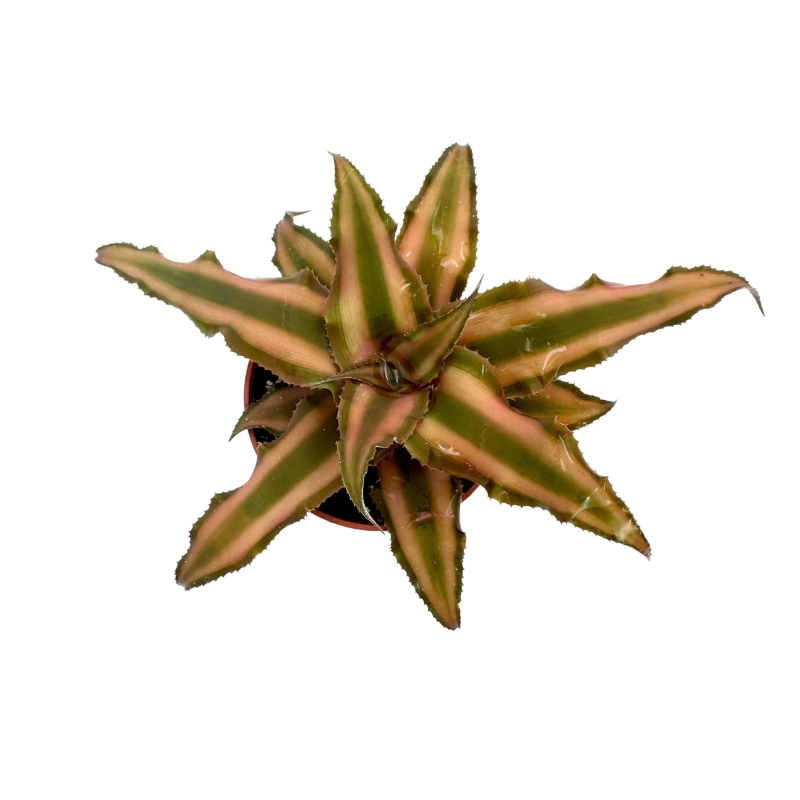 Skrytokwiat-Cryptanthus-bivittatus-brown-zywa-roslina-do-terrarium