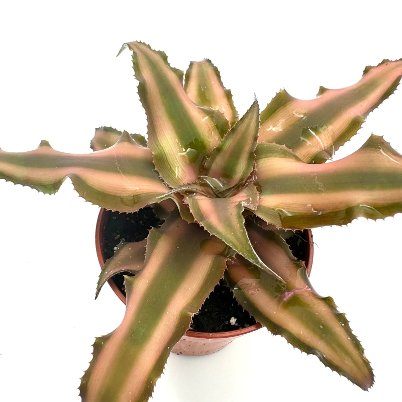 Skrytokwiat-Cryptanthus-bivittatus-brown-zywa-roslina-do-terrarium