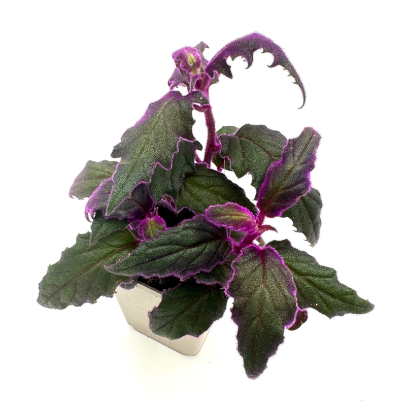 Gynura-aurantiaca-Ginura-Pomaranczowa-zywa-roslina-do-terrarium