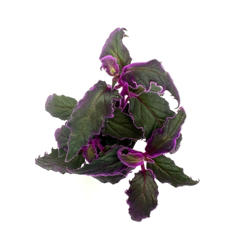 Gynura-aurantiaca-Ginura-Pomaranczowa-zywa-roslina-do-terrarium