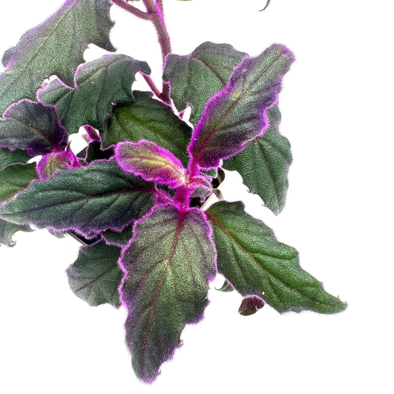 Gynura-aurantiaca-Ginura-Pomaranczowa-zywa-roslina-do-terrarium