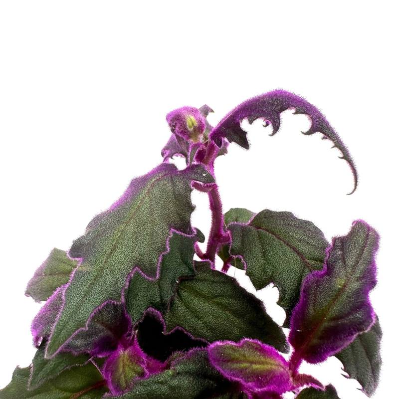 Gynura-aurantiaca-Ginura-Pomaranczowa-zywa-roslina-do-terrarium