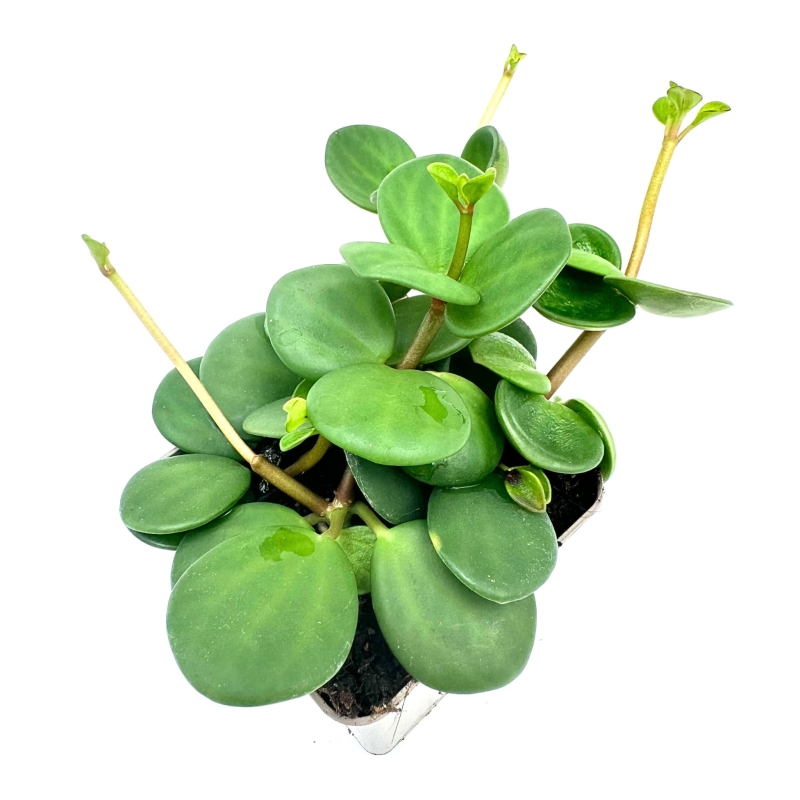 Peperomia-hope-hybryda-quadrifolia-deppeana-zywa-roslina-do-Terrarium