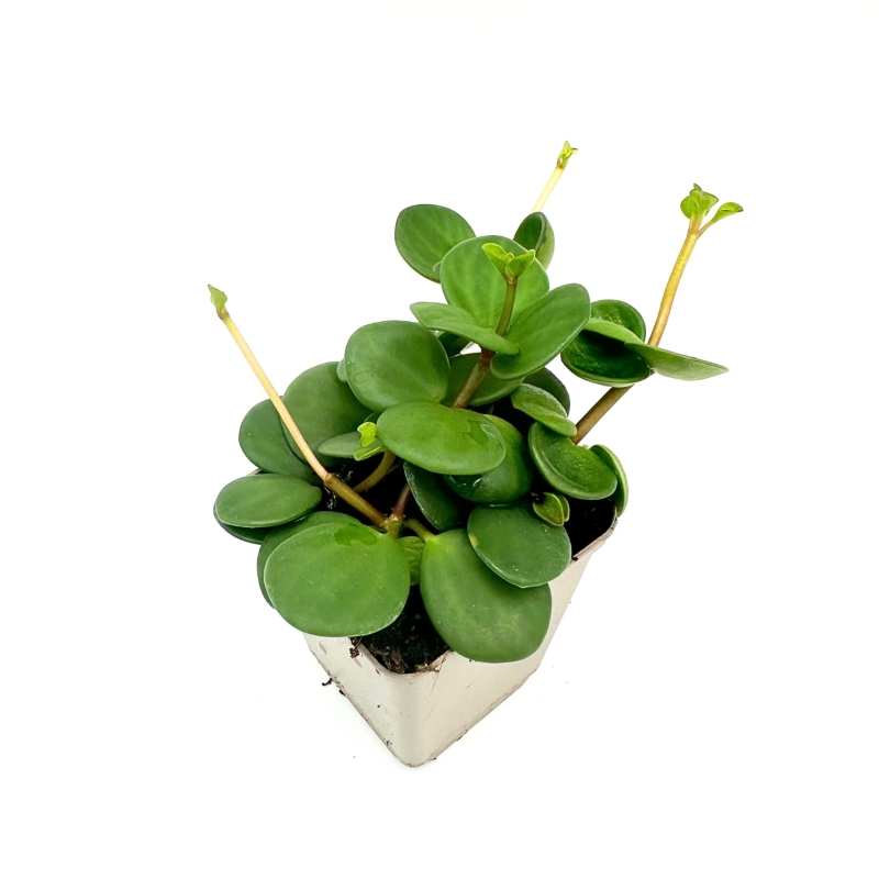 Peperomia-hope-hybryda-quadrifolia-deppeana-zywa-roslina-do-Terrarium