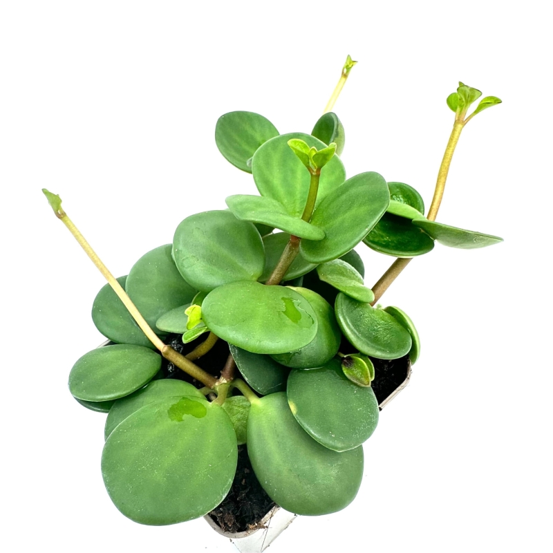 Peperomia-hope-hybryda-quadrifolia-deppeana-zywa-roslina-do-Terrarium