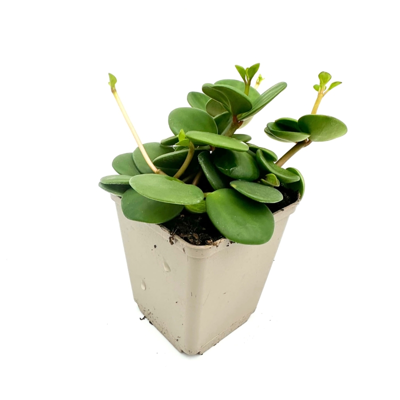 Peperomia-hope-hybryda-quadrifolia-deppeana-zywa-roslina-do-Terrarium