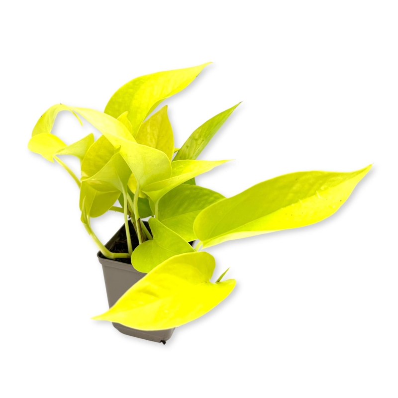 Philodendronsscandens-neon-Filodendron-pnący-zywa-roslina-do-terrarium