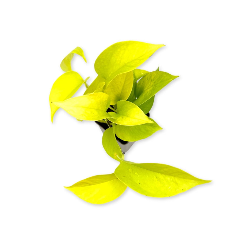 Philodendronsscandens-neon-Filodendron-pnący-zywa-roslina-do-terrarium