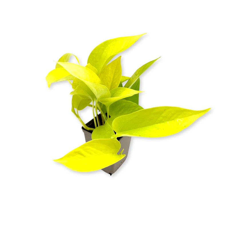 Philodendronsscandens-neon-Filodendron-pnący-zywa-roslina-do-terrarium