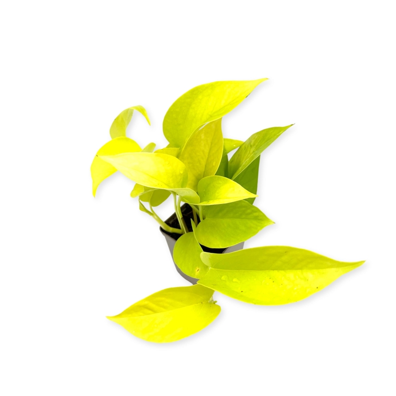 Philodendronsscandens-neon-Filodendron-pnący-zywa-roslina-do-terrarium