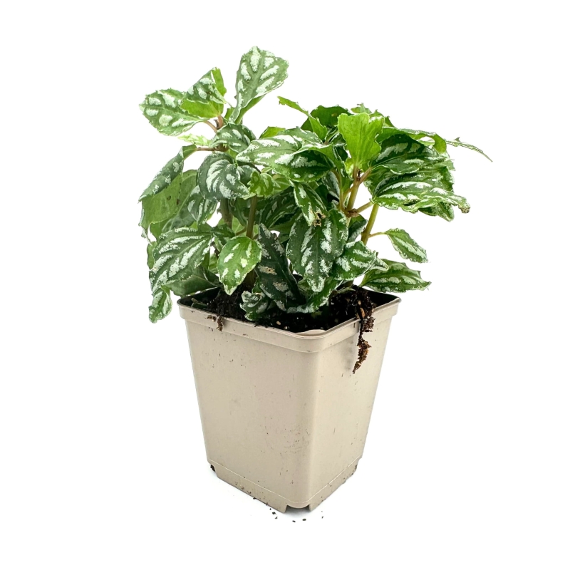 Pilea-cadierei-Pilea-cadiera-zywa-roslina-do-terrarium