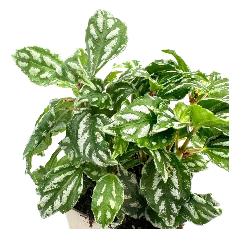 Pilea-cadierei-Pilea-cadiera-zywa-roslina-do-terrarium