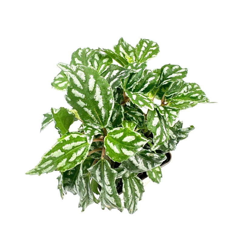 Pilea-cadierei-Pilea-cadiera-zywa-roslina-do-terrarium