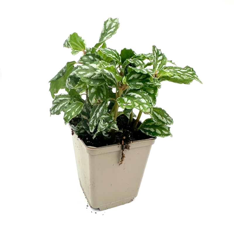 Pilea-cadierei-Pilea-cadiera-zywa-roslina-do-terrarium