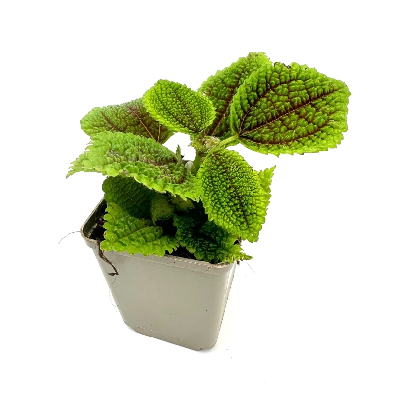 Pilea-mollis-Moon-Valley-zywa-Roslina-do-Terrarium