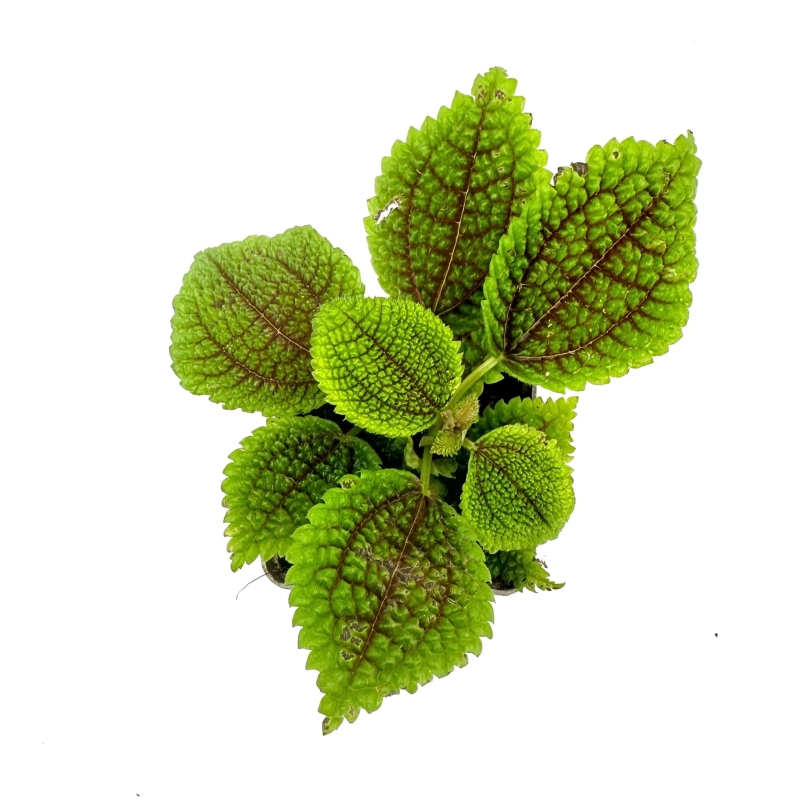 Pilea-mollis-Moon-Valley-zywa-Roslina-do-Terrarium