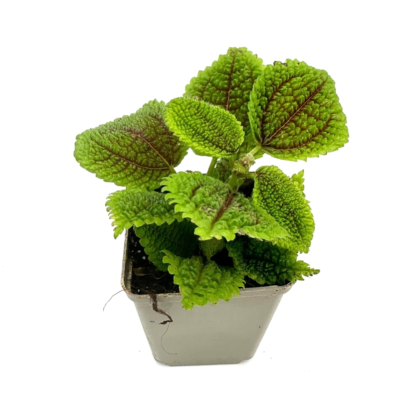 Pilea-mollis-Moon-Valley-zywa-Roslina-do-Terrarium