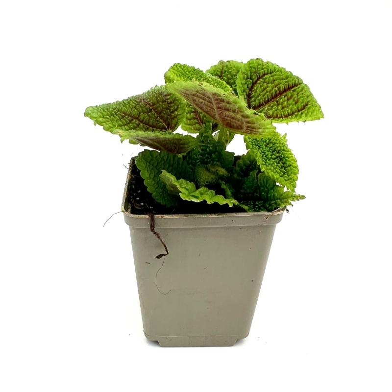 Pilea-mollis-Moon-Valley-zywa-Roslina-do-Terrarium