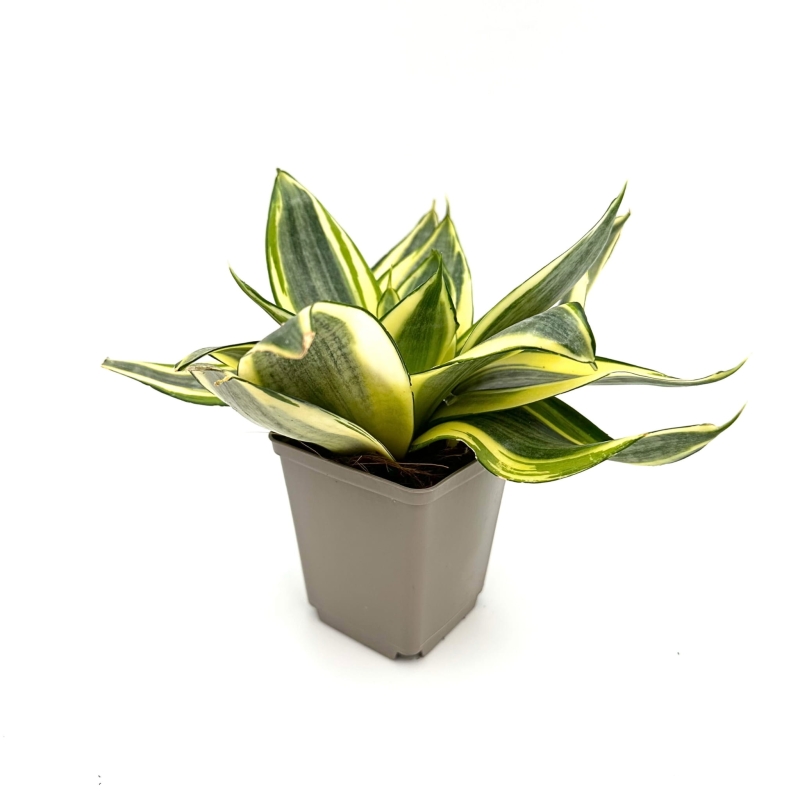 Sansevieria-trifasciata-Golden-Hahnii-Sansewieria-gwinejska-zywa-roslina