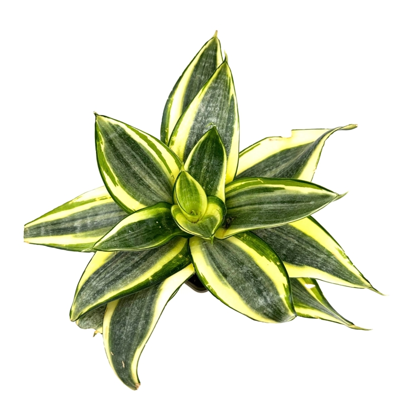 Sansevieria-trifasciata-Golden-Hahnii-Sansewieria-gwinejska-zywa-roslina
