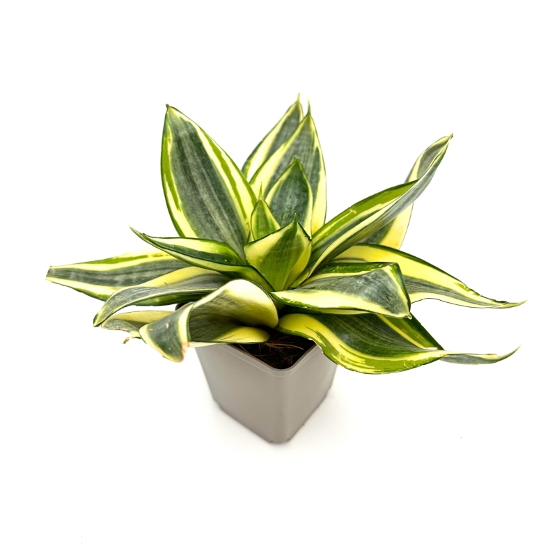 Sansevieria-trifasciata-Golden-Hahnii-Sansewieria-gwinejska-zywa-roslina