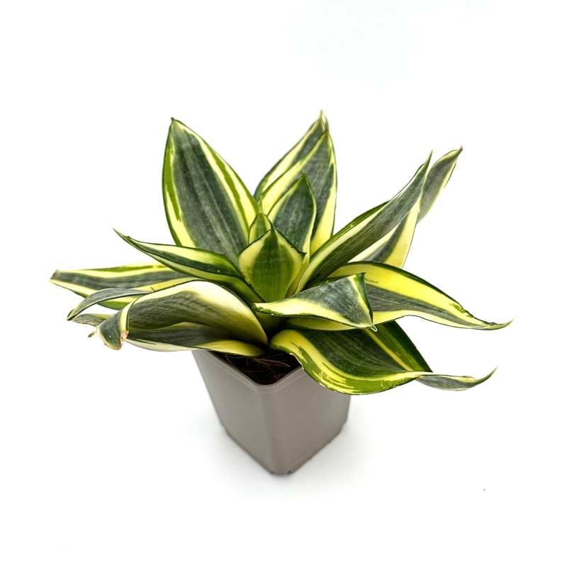 Sansevieria-trifasciata-Golden-Hahnii-Sansewieria-gwinejska-zywa-roslina