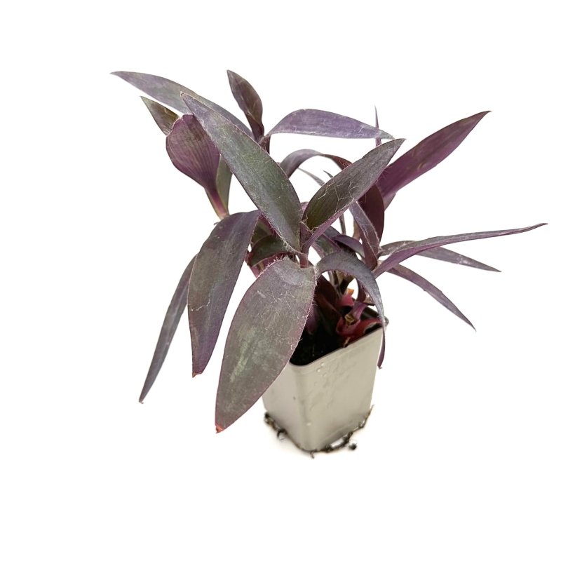 Tradescantia-pallida-trzykrotka-purpurowa-zywa-roslina-do-terrarium