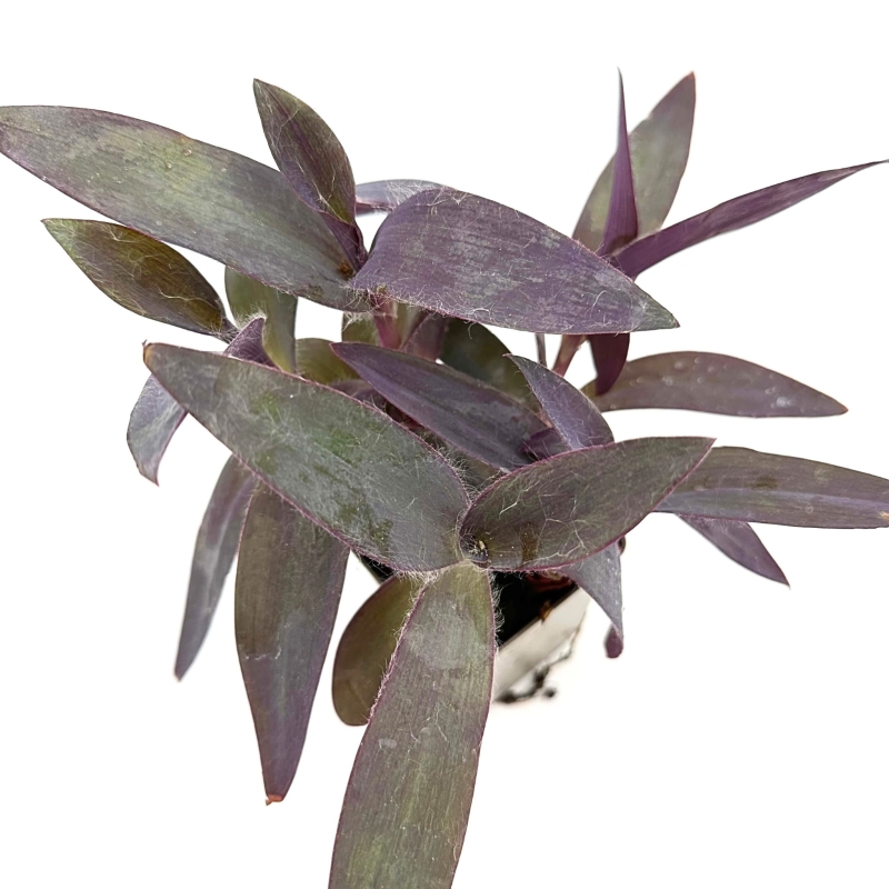 Tradescantia-pallida-trzykrotka-purpurowa-zywa-roslina-do-terrarium