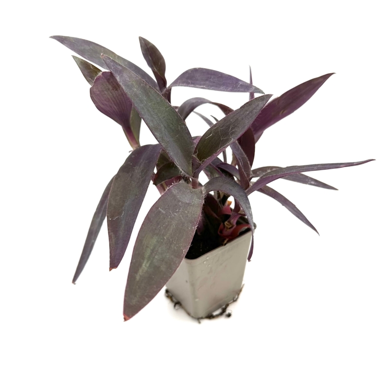 Tradescantia-pallida-trzykrotka-purpurowa-zywa-roslina-do-terrarium