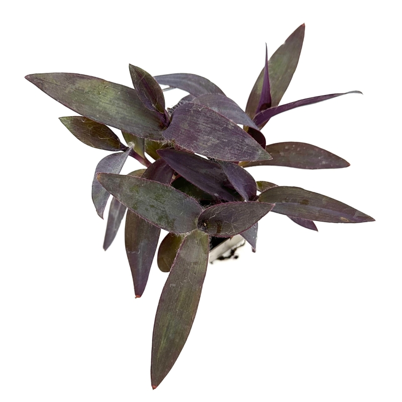 Tradescantia-pallida-trzykrotka-purpurowa-zywa-roslina-do-terrarium