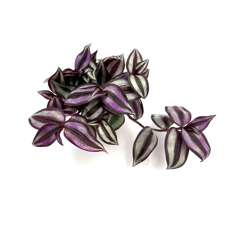 Tradescantia-zebrina-Trzykrotka-pasiasta-zywa-roslina-do-Terrarium