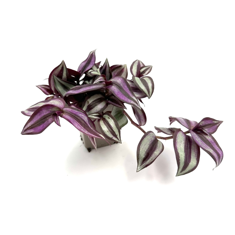 Tradescantia-zebrina-Trzykrotka-pasiasta-zywa-roslina-do-Terrarium