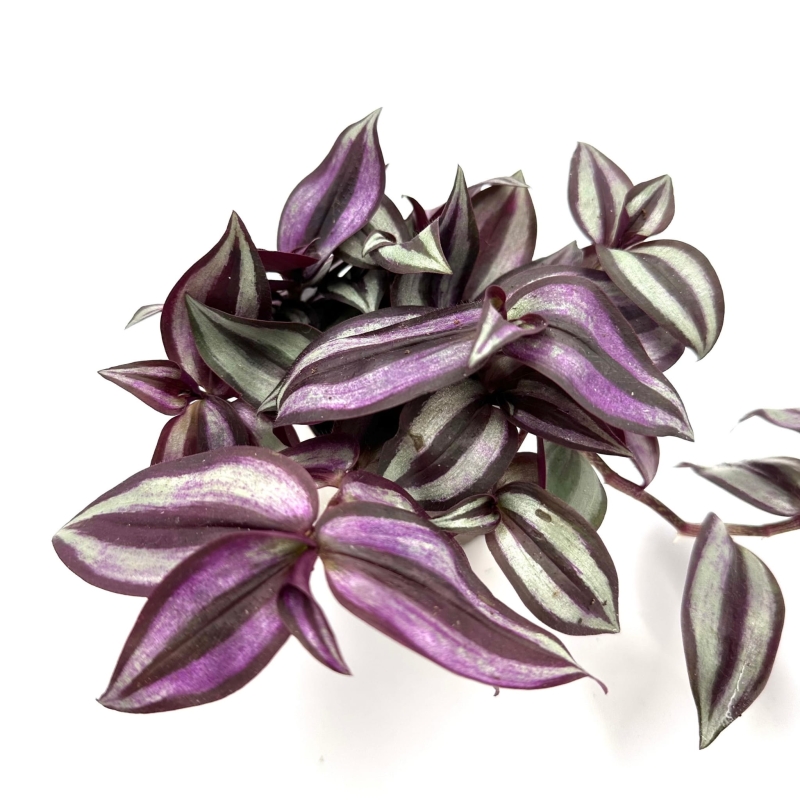 Tradescantia-zebrina-Trzykrotka-pasiasta-zywa-roslina-do-Terrarium