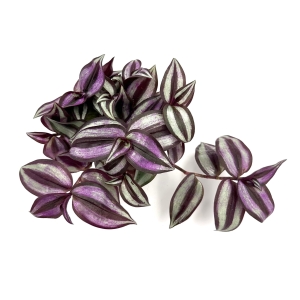 Tradescantia zebrina Trzykrotka pasiasta - Żywa Roślina do Terrarium